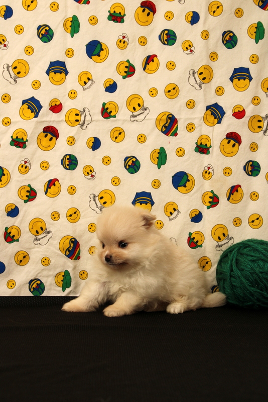 puppy, for, sale, Pomeranian, Matthew B. Stoltzfus, dog, breeder, Gap, PA, dog-breeder, puppy-for-sale, forsale, nearby, find, puppyfind, locator, puppylocator, aca